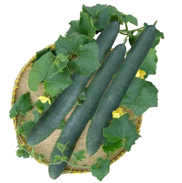 Product image - B18 - Hạt giống Bí Đao Xanh Dài F1 (Bí Sặt)