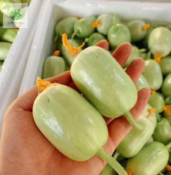 Product image - B39 - Hạt giống Dưa Chuột Ngọc Nữ F1