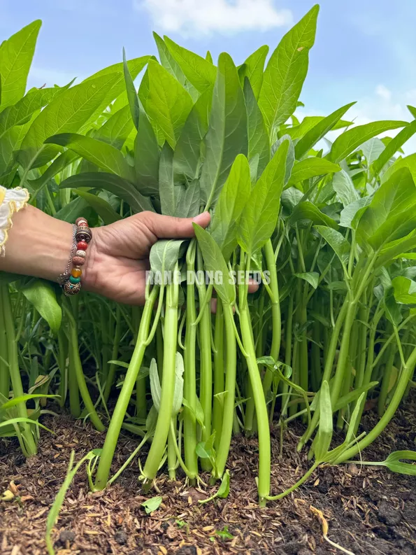 Product image - G17 - Hạt giống Rau Muống Lá Lớn F1