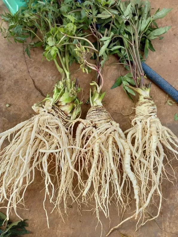 Product image - G20 - Hạt giống Sâm Đương Quy F1