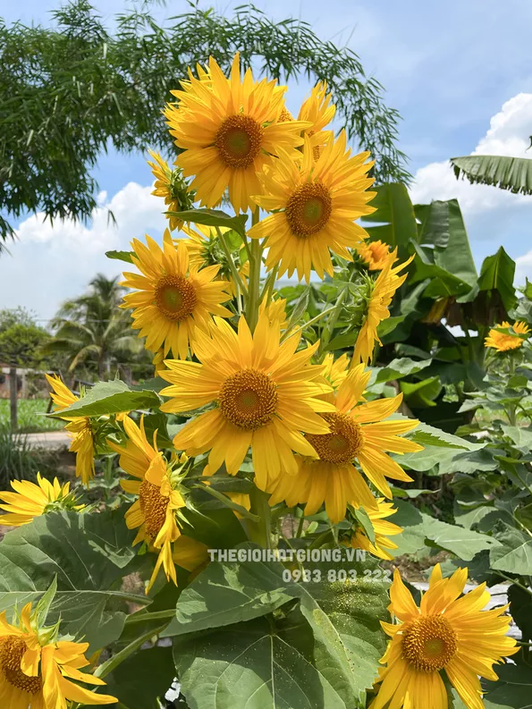 Product image - H17 - Hạt giống hoa Hướng Dương Tháp Siêu Bông