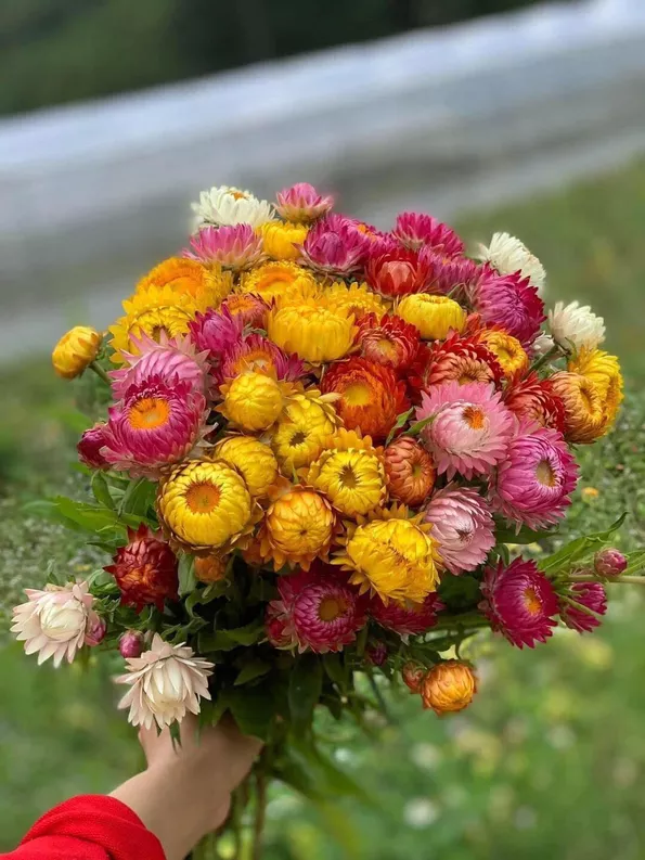 Product image - H03 - Hạt giống Hoa Bất Tử F1 (Cúc Bất Tử)