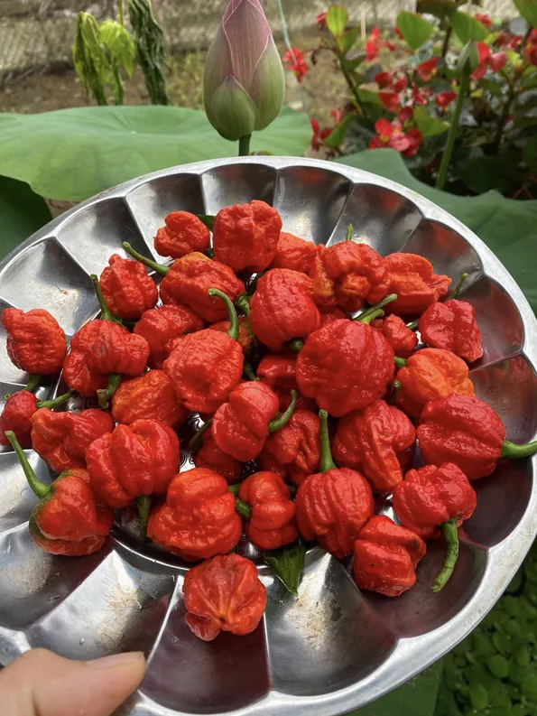 Product image - B61 - Hạt giống Ớt Carolina F1