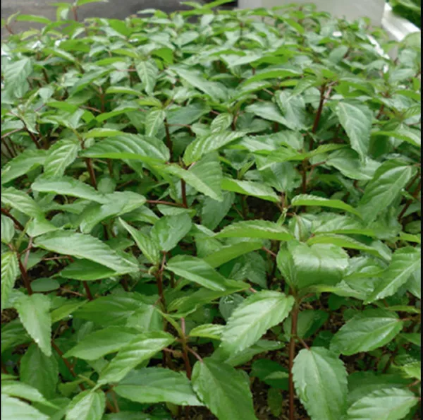 Product image - A33 - Hạt giống Rau Đay F1