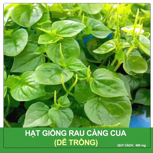 Product image - G15 - Hạt giống Rau Càng Cua F1