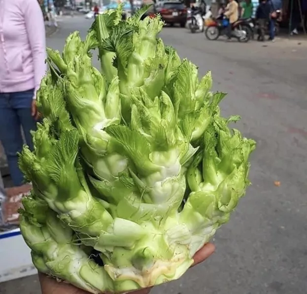 Product image - A22 - Hạt giống Cải Mầm Đá F1