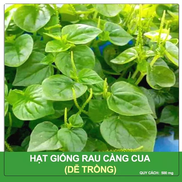 Product image - G15 - Hạt giống Rau Càng Cua F1