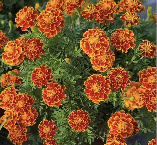 Product image - H23 - Hạt giống hoa Cúc Vạn Thọ Ban Mai F1