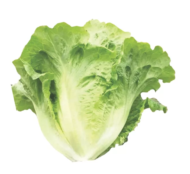 Product image - A50 - Hạt giống Xà Lách San Chu F1