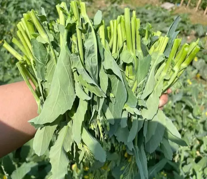 Product image - A47 - Hạt giống Cải Ngồng Su Hào F1