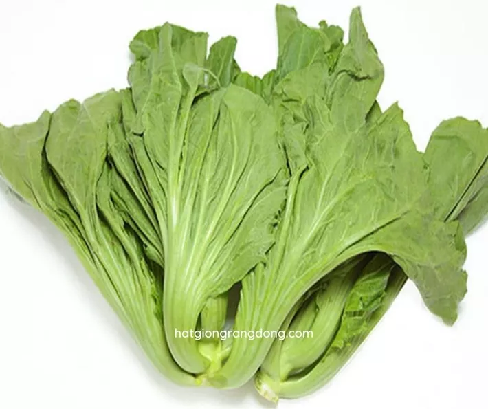Product image - A10 - Hạt giống Cải Bẹ Dưa F1