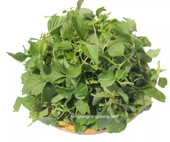 Product image - A29 - Hạt giống Rau Dền Cơm F1