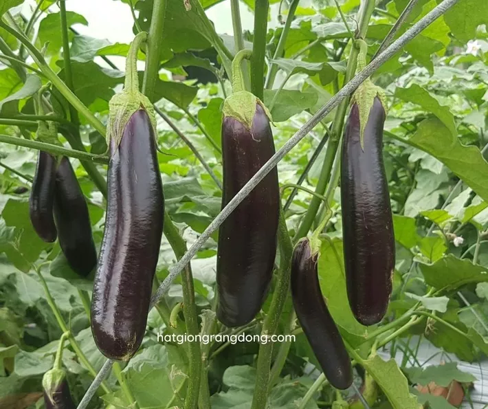 Product image - B32 - Hạt giống Cà Nâu Cơm Xanh F1