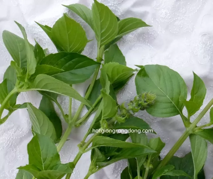 Product image - G13 - Hạt giống Lá É F1