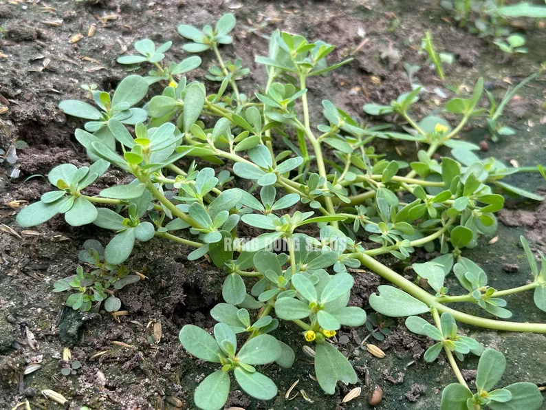 Product image - G18 - Hạt giống Rau Sam F1