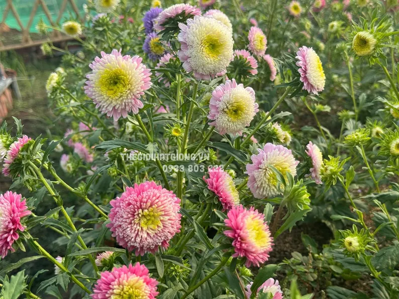 Product image - H08 - Hạt giống hoa Cúc Công Chúa nhiều màu