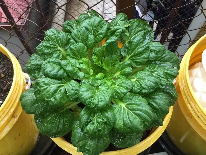 Product image - A41 - Hạt giống Cải Hoa Hồng F1