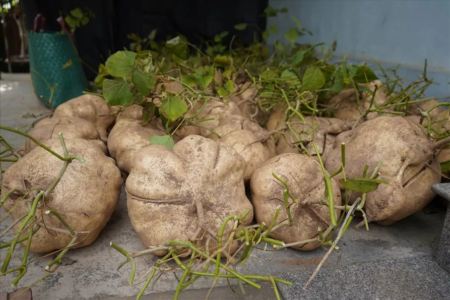 Product image - B82 - Hạt giống Củ Đậu Khổng Lồ F1