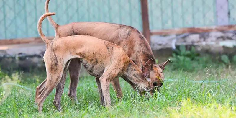 Kinh nghiệm phối giống chó Phú Quốc hiệu quả và những lưu ý cần biết