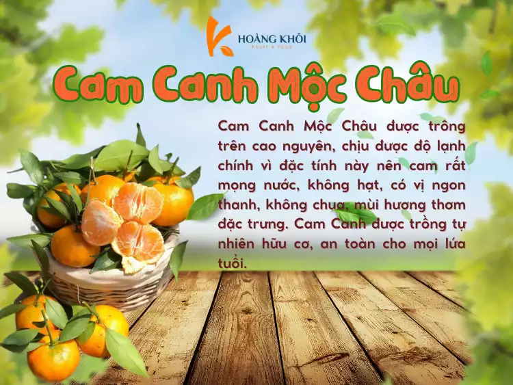 Review vườn cam Mộc Châu - nơi khơi nguồn cảm hứng của những bức ảnh sống ảo nghìn like