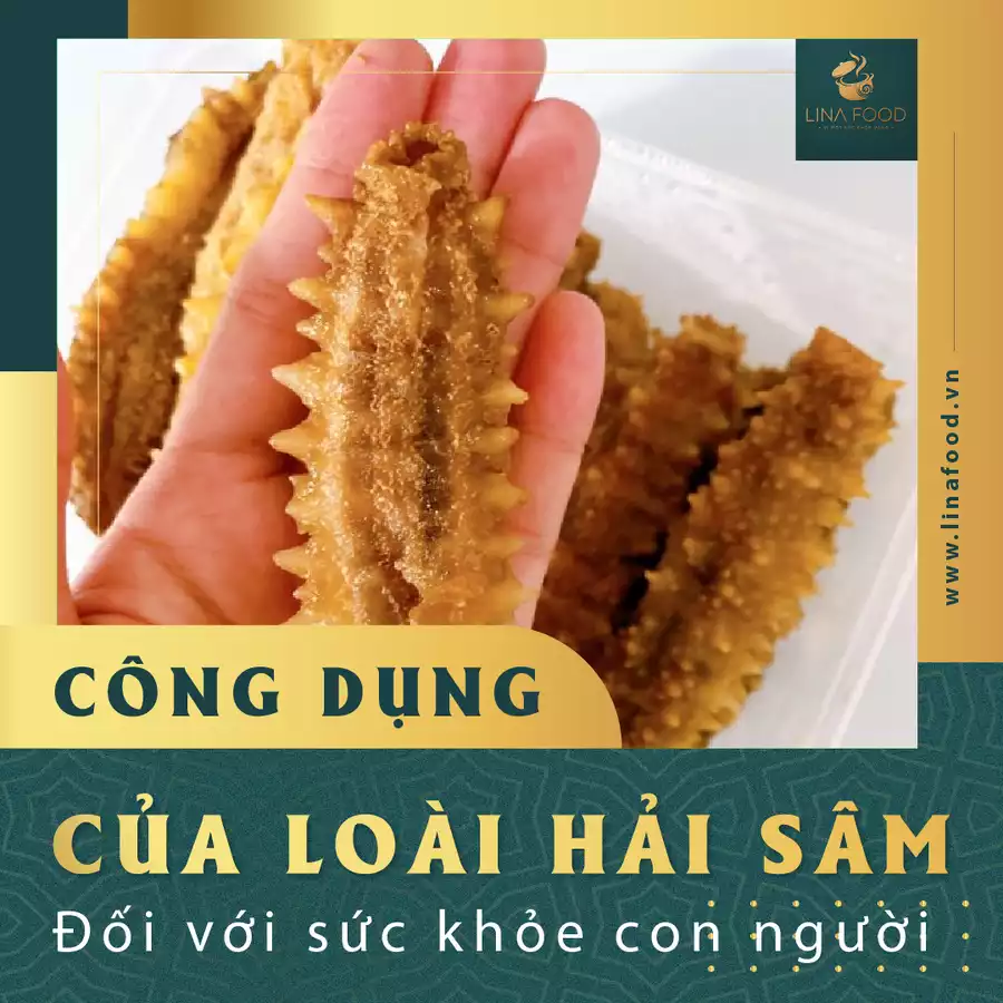 Lina Food Bật Mí Các Công Dụng Thú Vị Của Hải Sâm Với Sức Khỏe