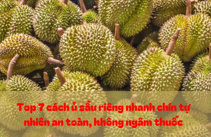 Top 7 cách ủ sầu riêng nhanh chín tự nhiên an toàn, không ngâm thuốc