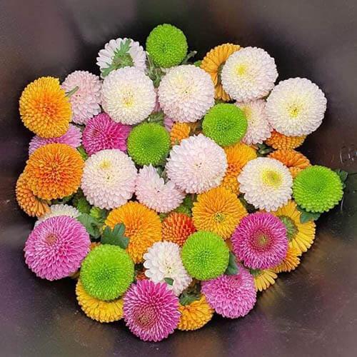 Product image - Hạt Hoa Cúc Ping Pong