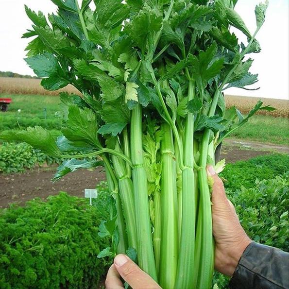 Product image - A04 - Hạt giống Cần tây bẹ to
