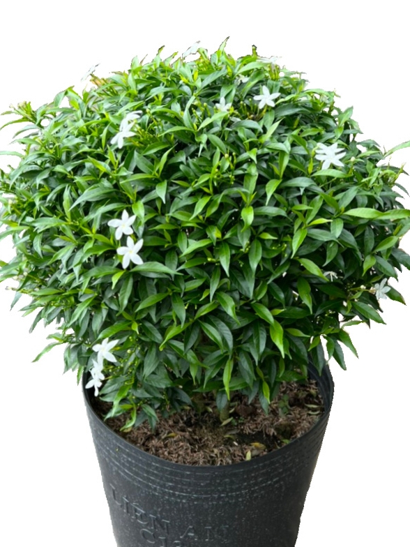 product-image-preview