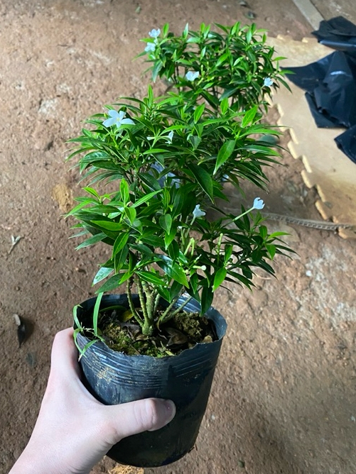 product-image-preview