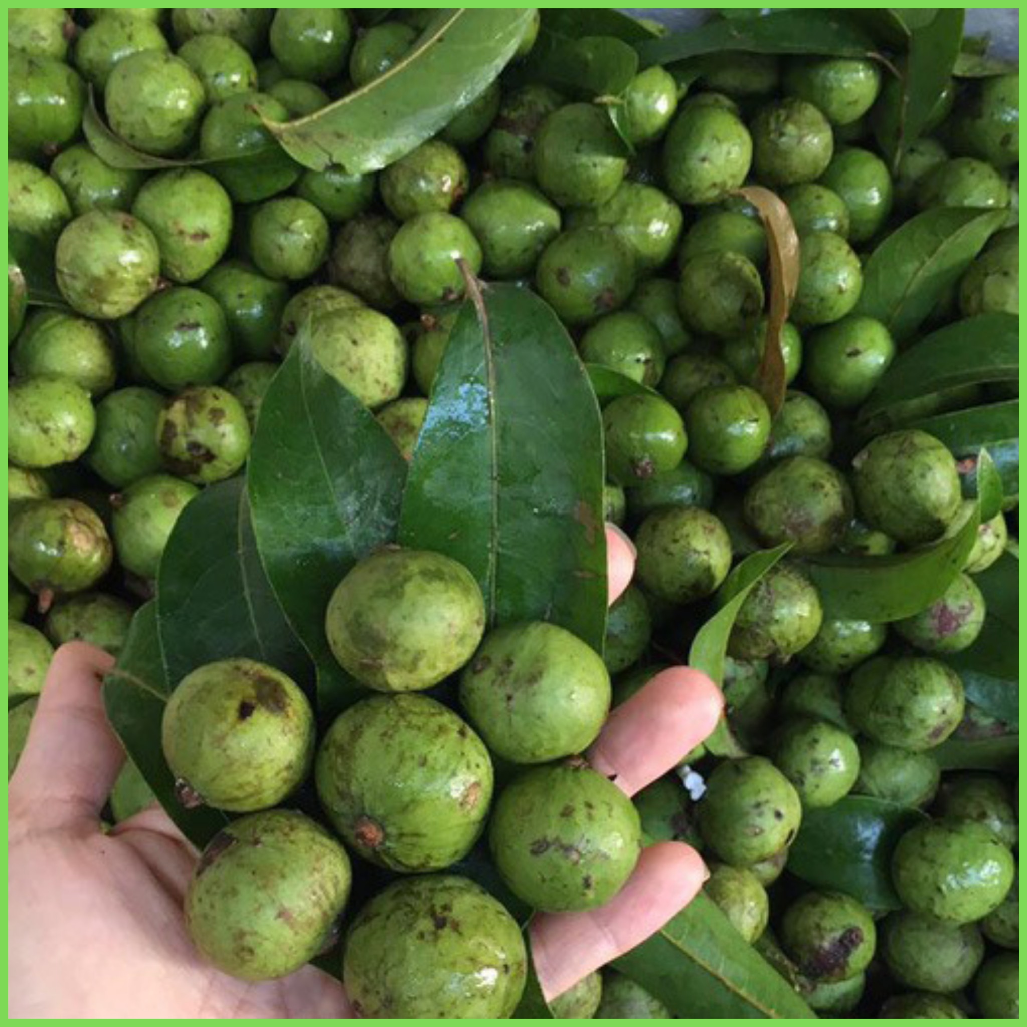 Sấu đông lạnh