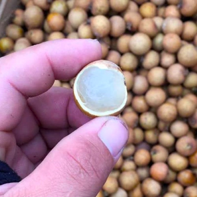 Nhãn Tiêu Miền Tây