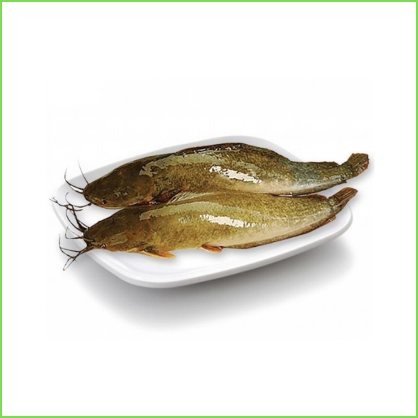 Cá trê nguyên con