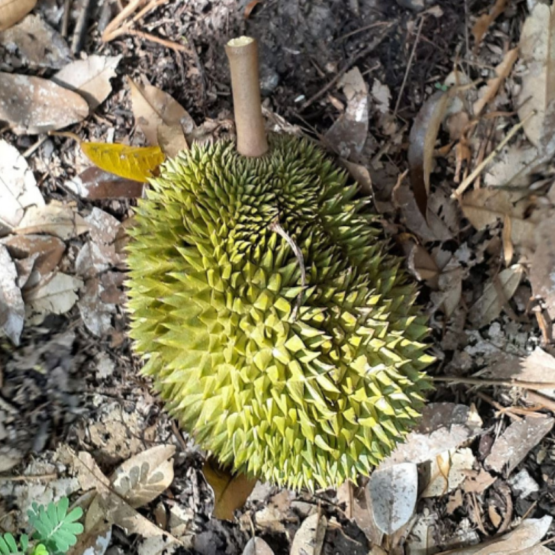 Sầu Riêng Lá Quéo