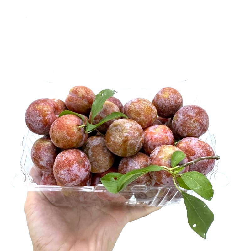 Mận Hậu Mộc Châu