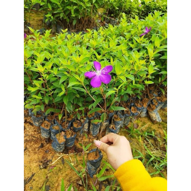 product-image-preview