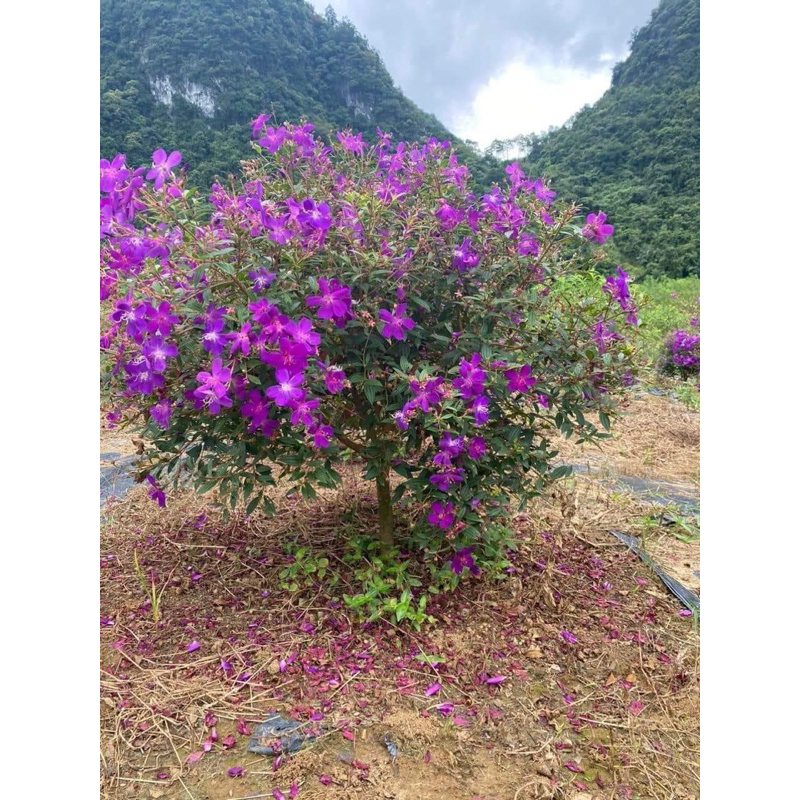 product-image-preview