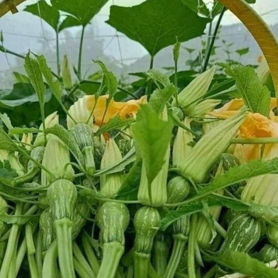 Product image - Hạt Giống Bí Siêu Nụ - Siêu Đọt