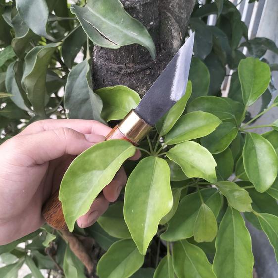 Product image - Dao Ghép Cành