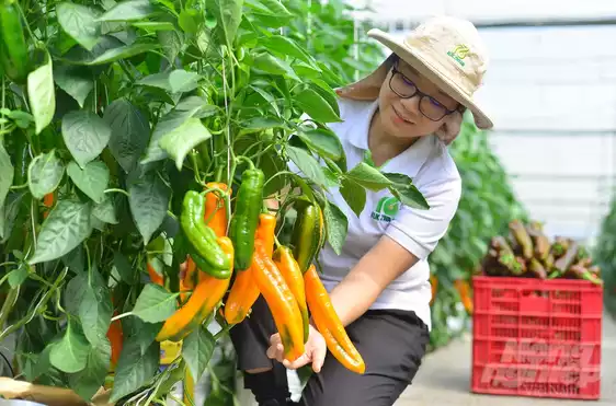 Product image - Hạt Giống Ớt Palermo