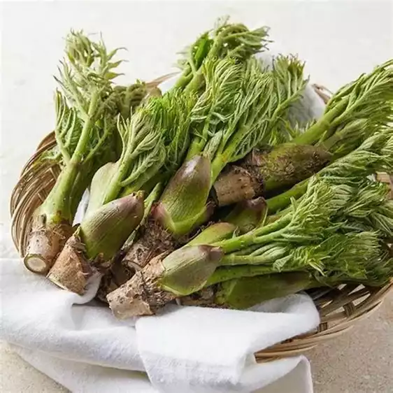 Product image - Hạt Giống Rau Mầm Gai