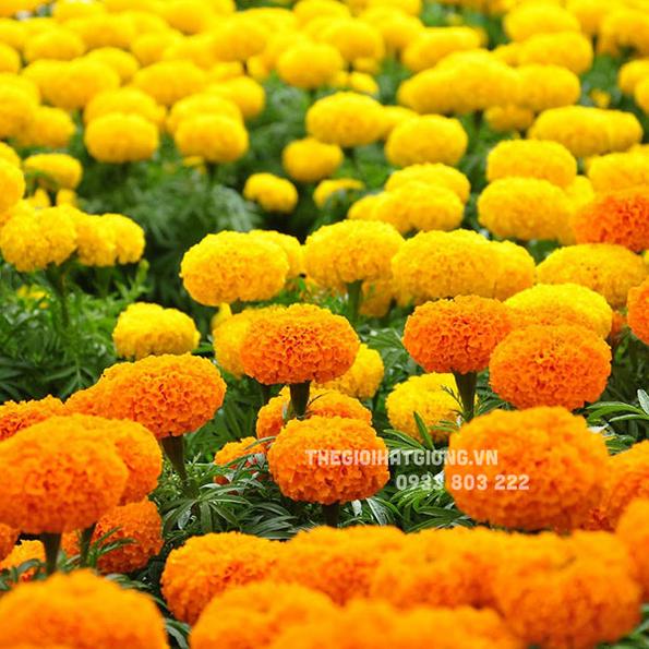 Product image - H01 - Hạt giống hoa Vạn Thọ nhiều màu