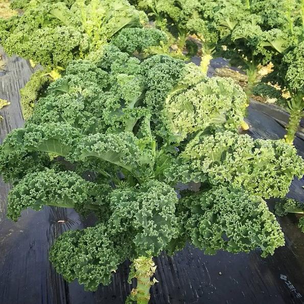 Product image - A03 - Hạt giống Cải Xoăn Kale