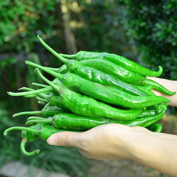 Product image - B66 - Hạt giống Ớt Ngọt Dài