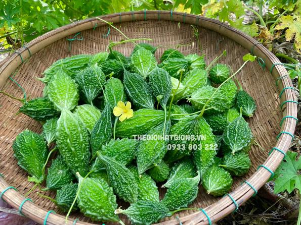 Product image - B08 - Hạt hạt Mướp Đắng Rừng F1 - Khổ Qua Rừng F1