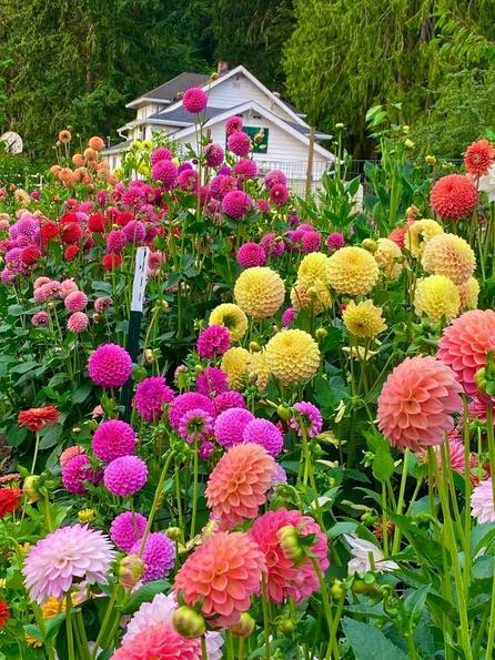 Product image - Hạt giống hoa Thược Dược