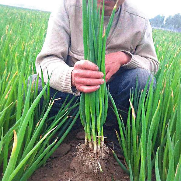 Product image - Hạt Giống Hành Lá 4 Mùa