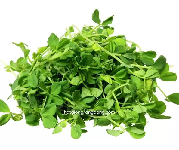 Product image - B53 - Hạt giống Mầm Đậu Nành Hà Lan