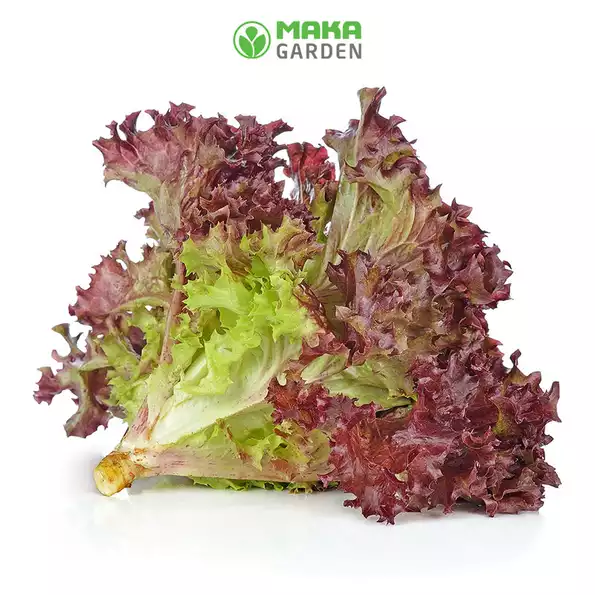 Product image - A39 - Hạt giống Xà Lách Tím Rossa F1