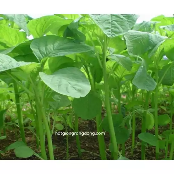 Product image - A08 - Hạt giống Rau Dền Lá Tròn F1